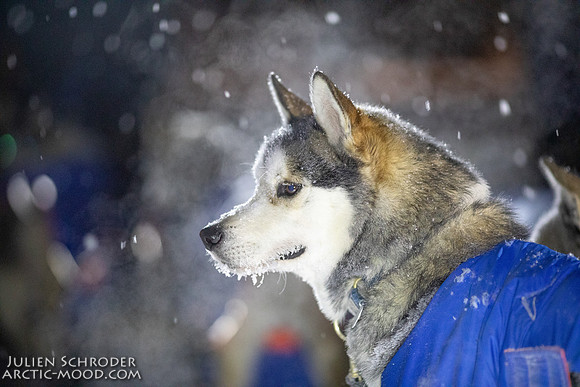 Pelly-YukonQuest2019-JSchroder_20190204_D4_2915