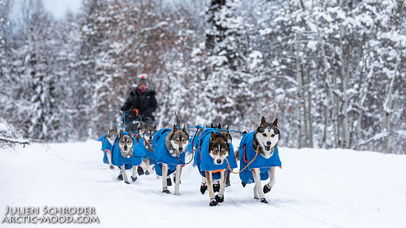 PellyCrossing-YukonQuest2019-JSchroder_20190204_D4_3060