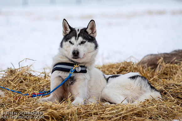 PellyCrossing-YukonQuest2019-JSchroder_20190204_D4_3379