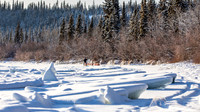 Carmacks-YukonQuest2019-JSchroder_20190203_D4_2568