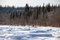 Carmacks-YukonQuest2019-JSchroder_20190203_D4_2530