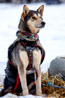 McCabe-YukonQuest2019-JSchroder_20190203_D4_2728