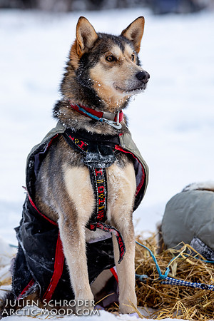 McCabe-YukonQuest2019-JSchroder_20190203_D4_2728