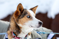 McCabe-YukonQuest2019-JSchroder_20190203_D4_2678
