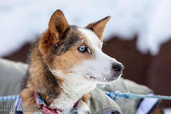 McCabe-YukonQuest2019-JSchroder_20190203_D4_2678