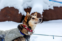 McCabe-YukonQuest2019-JSchroder_20190203_D4_2687