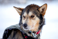 McCabe-YukonQuest2019-JSchroder_20190203_D4_2717