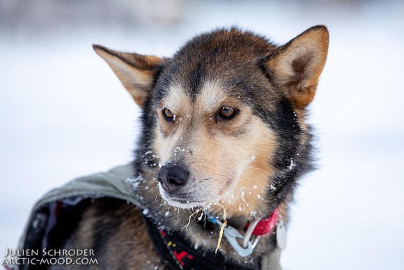 McCabe-YukonQuest2019-JSchroder_20190203_D4_2717