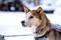 McCabe-YukonQuest2019-JSchroder_20190203_D4_2674