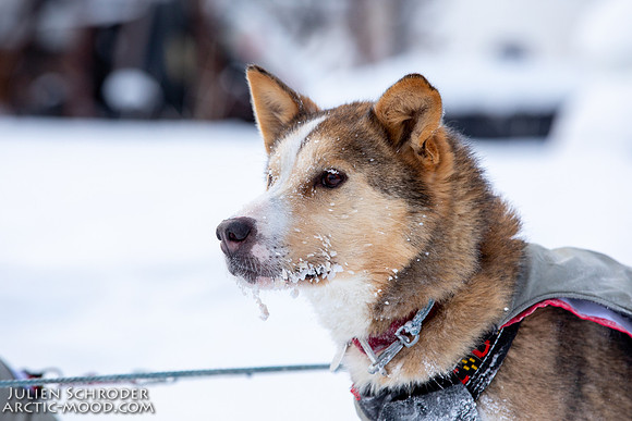 McCabe-YukonQuest2019-JSchroder_20190203_D4_2674