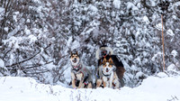 McCabe-YukonQuest2019-JSchroder_20190203_D4_2657