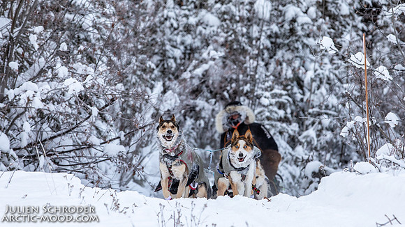 McCabe-YukonQuest2019-JSchroder_20190203_D4_2657