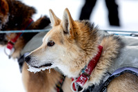 McCabe-YukonQuest2019-JSchroder_20190203_D4_2675