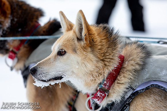McCabe-YukonQuest2019-JSchroder_20190203_D4_2675