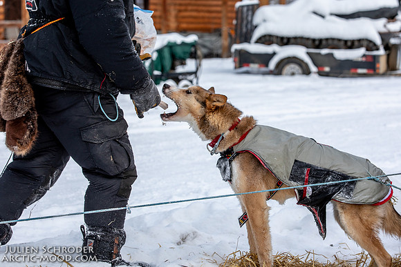 McCabe-YukonQuest2019-JSchroder_20190203_D4_2709