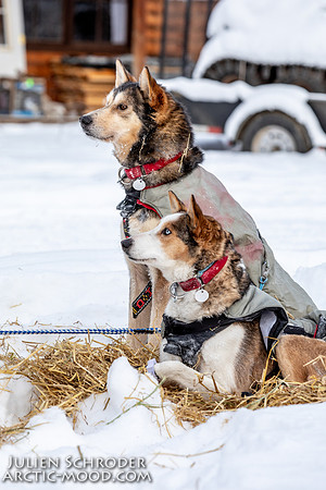 McCabe-YukonQuest2019-JSchroder_20190203_D4_2710