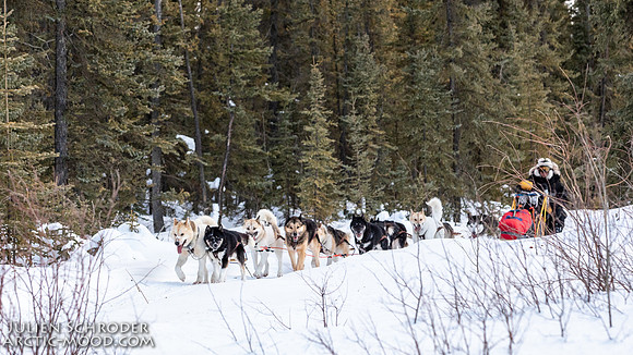 central-YukonQuest2019-JSchroder_20190212_D4_8875