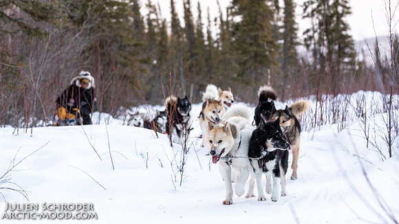 central-YukonQuest2019-JSchroder_20190212_D4_8902