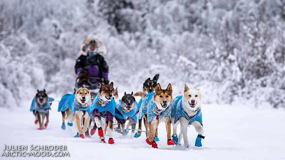Dawson-YukonQuest2019-JSchroder_20190205_D4_4346