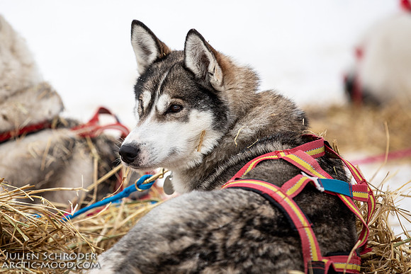 PellyCrossing-YukonQuest2019-JSchroder_20190204_D4_3375