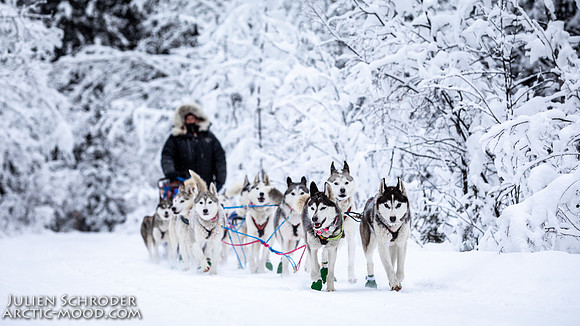 PellyCrossing-YukonQuest2019-JSchroder_20190204_D4_3360