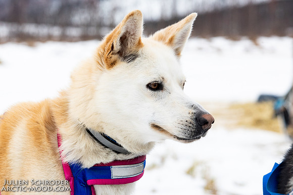 iditarod-Iditarod2019-JSchroder_20190309_D4_6525