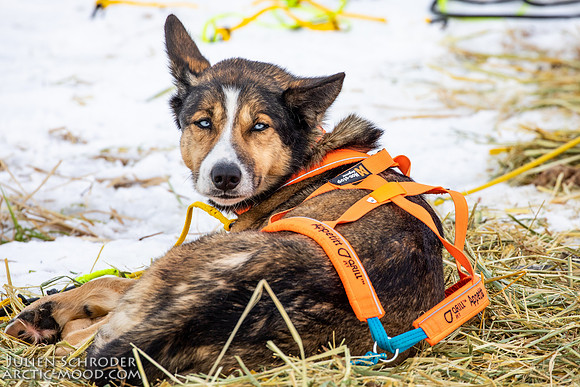 iditarod-Iditarod2019-JSchroder_20190307_D4_5829