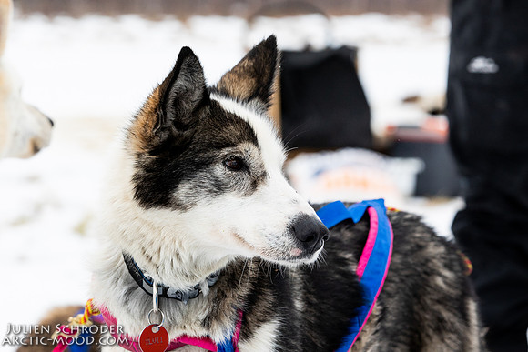iditarod-Iditarod2019-JSchroder_20190309_D4_6523