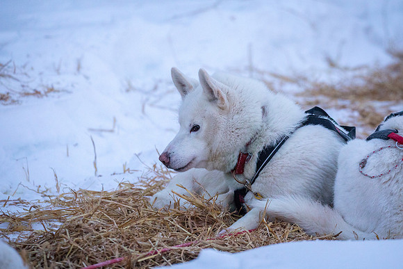 2_Two Rivers_YukonQuest2018_untitled_YukonQuest2018_13946_JSchroder-2