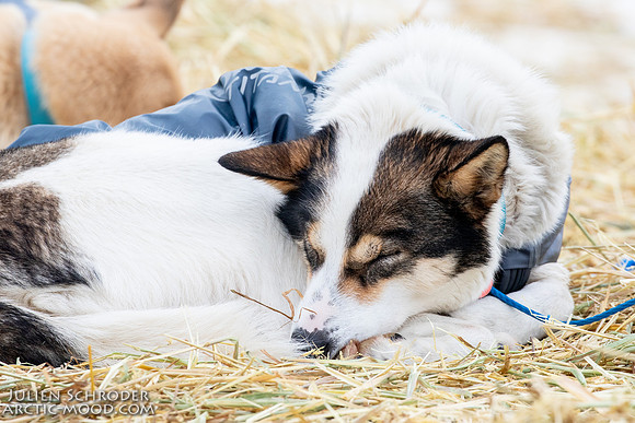 iditarod-Iditarod2019-JSchroder_20190309_D4_6298