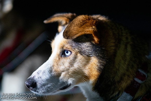 Iditarod-Iditarod2019-JSchroder_20190307_D4_5494