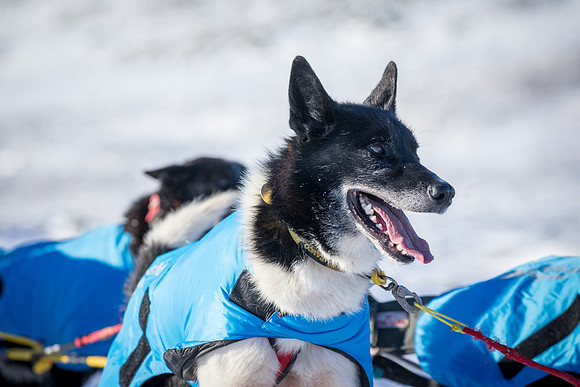 3_Mile101_YukonQuest2018_Eagle_summit_YukonQuest2018_14289_JSchroder-2