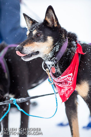 McGrath-Iditarod2019-JSchroder_20190305_D4_5096