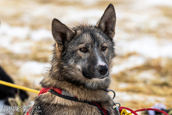 Iditarod-Iditarod2019-JSchroder_20190308_D4_6068