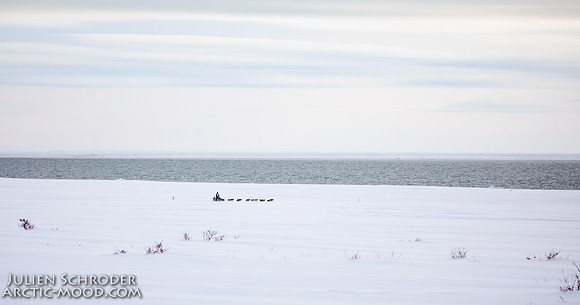 Nome-Iditarod2019-JSchroder_20190313_D4_7526