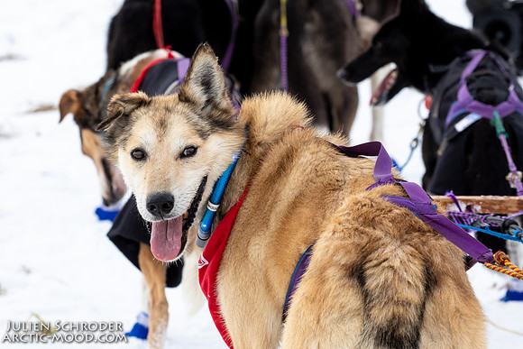 iditarod-Iditarod2019-JSchroder_20190307_D4_5821