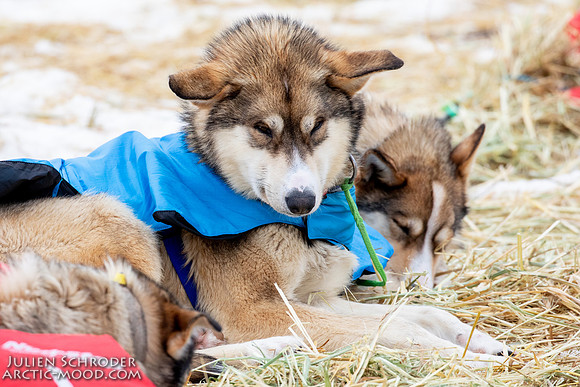 iditarod-Iditarod2019-JSchroder_20190309_D4_6290