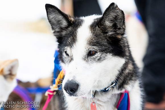 iditarod-Iditarod2019-JSchroder_20190309_D4_6526