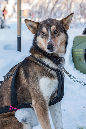 1_Fairbanks_YukonQuest2018_untitled_YukonQuest2018_12056_JSchroder-2