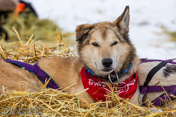 iditarod-Iditarod2019-JSchroder_20190307_D4_5827
