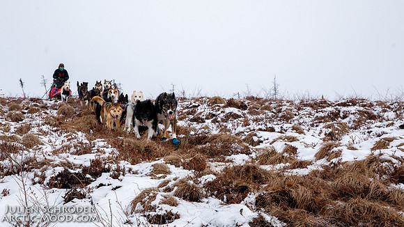Iditarod-Iditarod2019-JSchroder_20190308_D4_5946