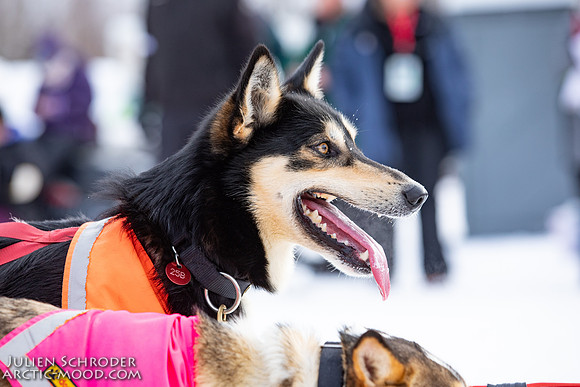Restart-Iditarod2019-JSchroder_20190303_D4_3419