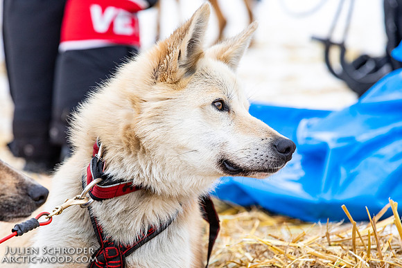 iditarod-Iditarod2019-JSchroder_20190309_D4_6365