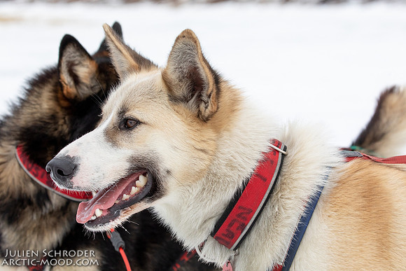 iditarod-Iditarod2019-JSchroder_20190309_D4_6271