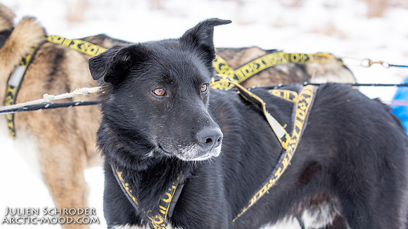 iditarod-Iditarod2019-JSchroder_20190309_D4_6337