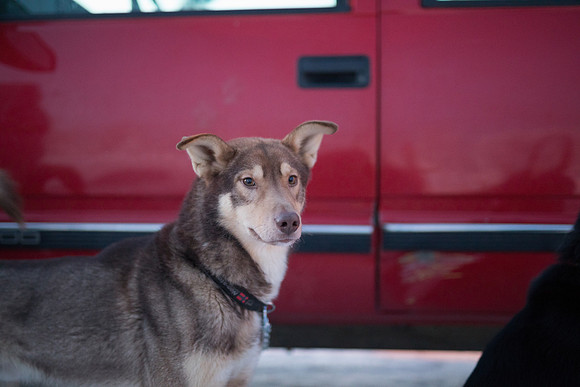 1_Fairbanks_YukonQuest2018_untitled_YukonQuest2018_12944_JSchroder-2