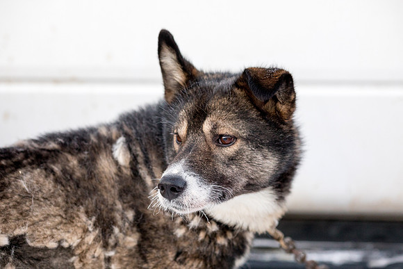 1_Fairbanks_YukonQuest2018_untitled_YukonQuest2018_11896_JSchroder-2