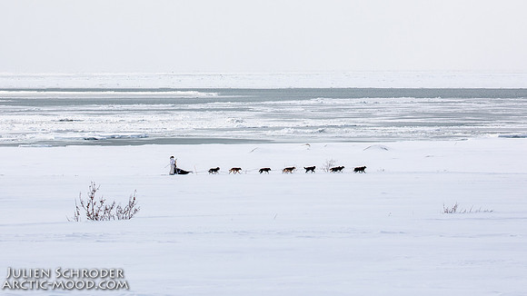 CapeNome-Iditarod2019-JSchroder_20190315_D4_8559