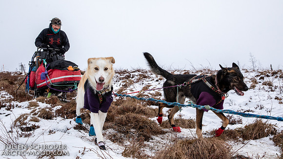 Iditarod-Iditarod2019-JSchroder_20190308_D4_5964