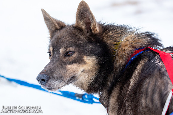 Iditarod-Iditarod2019-JSchroder_20190308_D4_6045